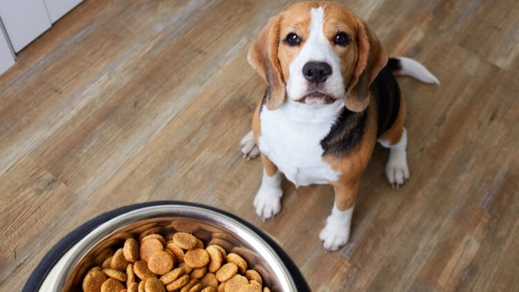 Confirmado por Hacienda: si tienes mascotas podrás desgravarte sus gastos y así es como puedes hacerlo 1 Hacienda mascota