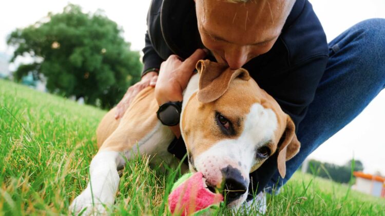 Malas noticias para los dueños de perros en España: los nuevos gastos a los que se tendrán que enfrentar en 2025 1 impuesto perros