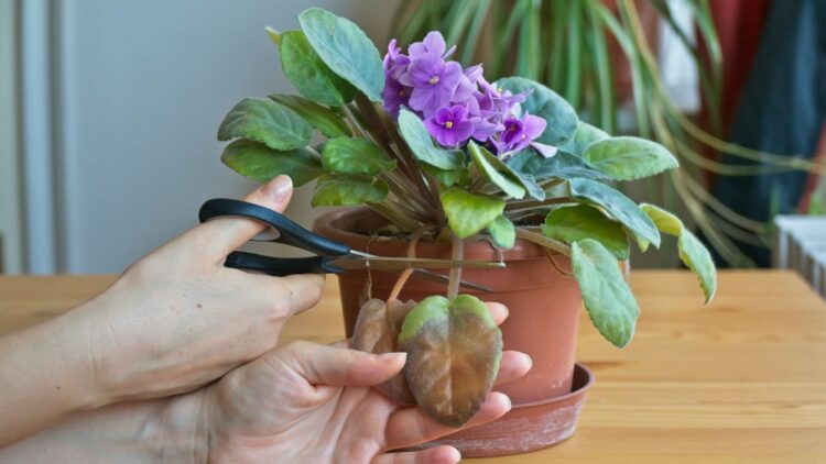 Atento a estos signos: tus plantas de interior pueden estar muriéndose 1 plantas de interior