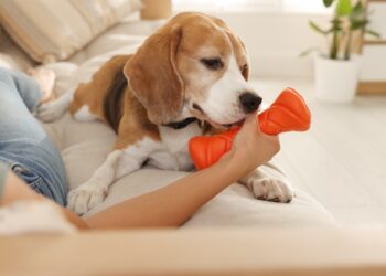 como seran las mascotas en 100 anos