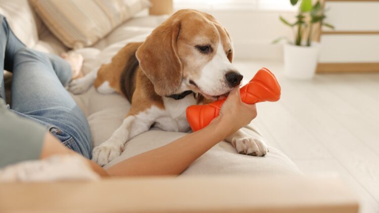 La Inteligencia Artificial nos muestra cómo serán nuestras mascotas en 100 años 1 como seran las mascotas en 100 anos