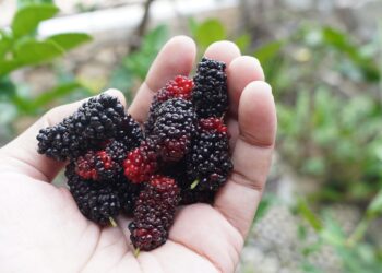 Incluye ya esta fruta en tu dieta