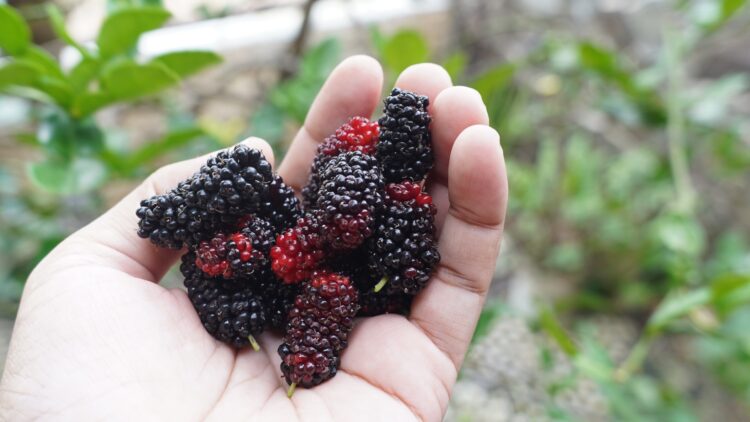 Previene las enfermedades cardiovasculares y ayuda a tus huesos y tu piel: incluye ya esta fruta en tu dieta 1 Incluye ya esta fruta en tu dieta