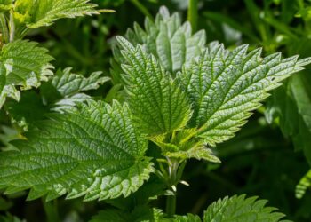 Todo el mundo se deshace de esta planta