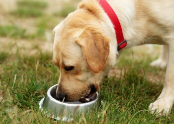 Que debes darle de comer a tu perro