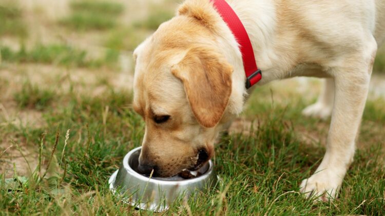 Qué debes darle de comer a tu perro: este experto nos da la respuesta 1 Que debes darle de comer a tu perro