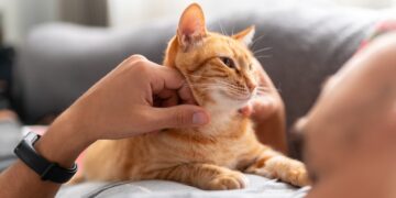 Multas de hasta 50.000 euros si tienes un gato y no haces esto