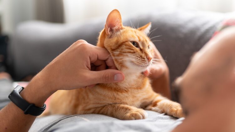 Multas de hasta 50.000 euros si tienes un gato y no haces esto: el Gobierno avisa a los dueños 1 Multas de hasta 50.000 euros si tienes un gato y no haces esto