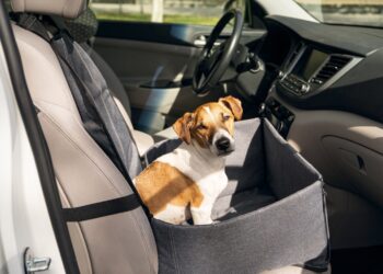 La nueva multa de la DGT si llevas a tu mascota así en el coche