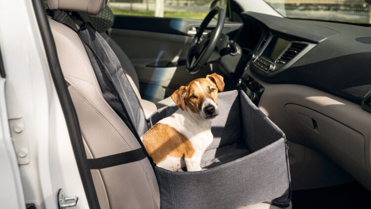 La nueva multa de la DGT si llevas a tu mascota así en el coche 1 La nueva multa de la DGT si llevas a tu mascota así en el coche