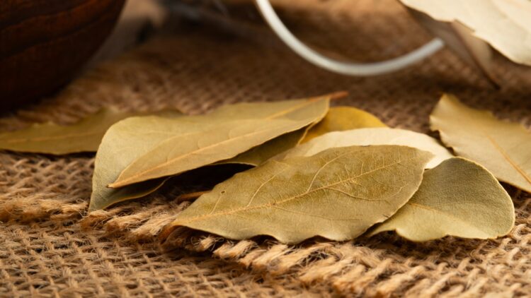 Los desconocidos motivos por los que debes poner una hoja de laurel debajo de la cama 1 Los desconocidos motivos por los que debes poner una hoja de laurel debajo de la cama