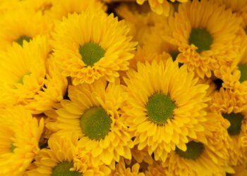 ¿Por qué el 21 de septiembre se regalan flores amarillas? Estos son su significado y su sorprendente origen