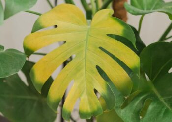 Las hojas amarillas o marrones no siempre significan falta de agua