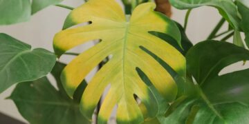 Las hojas amarillas o marrones no siempre significan falta de agua