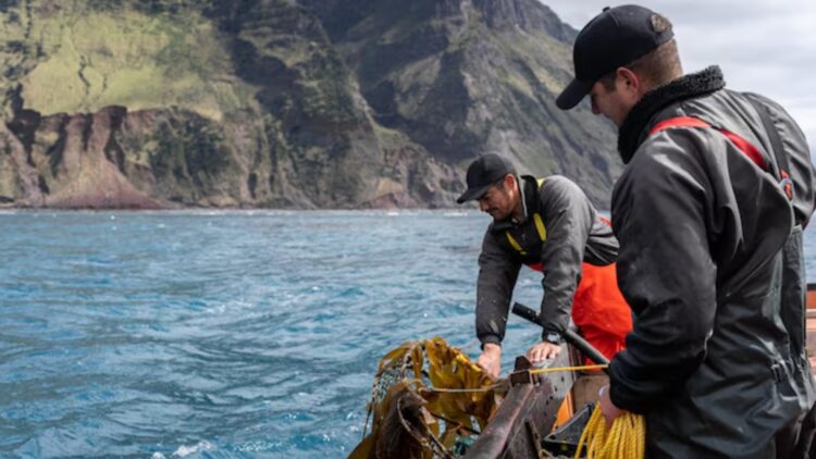 Ni langosta ni percebes: este manjar español se ha convertido en una plaga en el Reino Unido 1 Este manjar español se ha convertido en una plaga en el Reino Unido