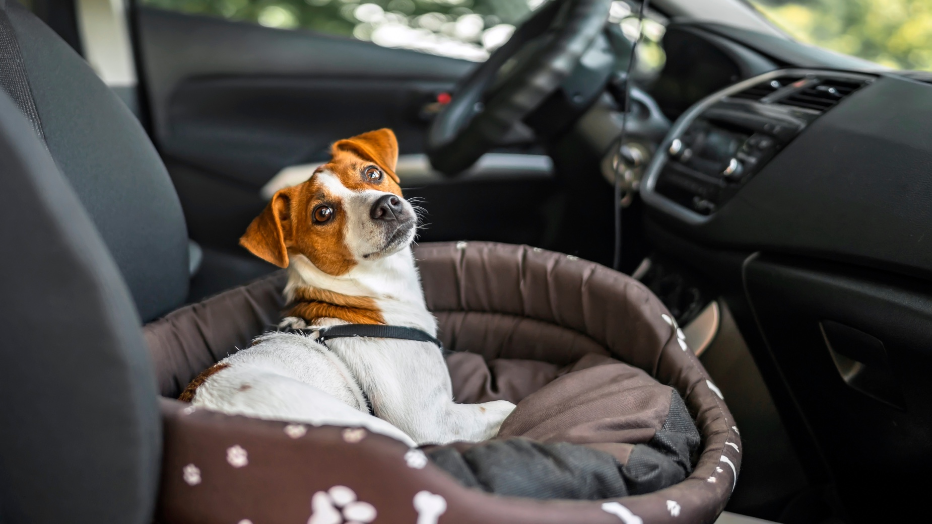 como hago para que mi perro se comporte en el coche