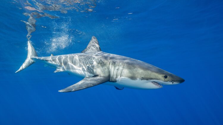 great white shark - north carolina - ocean