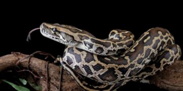 It's official - Florida offers up to $10,000 to hunt invasive snakes that are already crawling into toilets