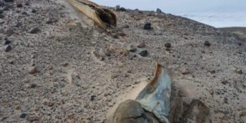 It's official - thousands-year-old whale cemetery discovered on Wilczek Island, north of Franz Josef Land archipelago
