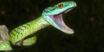 Bad news - snakebite cases soar in Raleigh and the Triangle due to extreme heat - WakeMed and UNC Health issue urgent alert