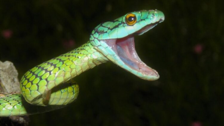 Bad news - snakebite cases soar in Raleigh and the Triangle due to extreme heat - WakeMed and UNC Health issue urgent alert 1 Bad news - snakebite cases soar in Raleigh and the Triangle due to extreme heat - WakeMed and UNC Health issue urgent alert