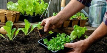 Confirmed by the FDA - if you have a vegetable garden at home you have to do this with your vegetables before eating them to avoid bacteria such as Salmonella or E.coli