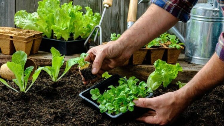 Confirmed by the FDA - if you have a vegetable garden at home you have to do this with your vegetables before eating them to avoid bacteria such as Salmonella or E.coli 1 Confirmed by the FDA - if you have a vegetable garden at home you have to do this with your vegetables before eating them to avoid bacteria such as Salmonella or E.coli