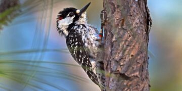 Confirmed - endangered bird returns to South Carolina after 50 years and thrills conservation experts