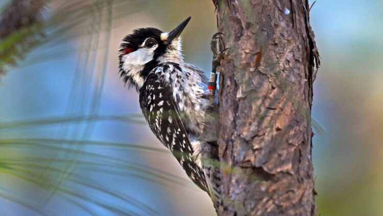 Confirmed - endangered bird returns to South Carolina after 50 years and thrills conservation experts