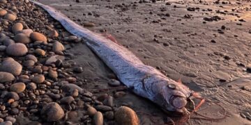 Oceania alert - three giant oarfish appear in Tasmania and New Zealand and many see them as a harbinger of the end of the world
