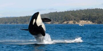 Confirmed - wild orcas are trying to communicate with humans and the reason will surprise you