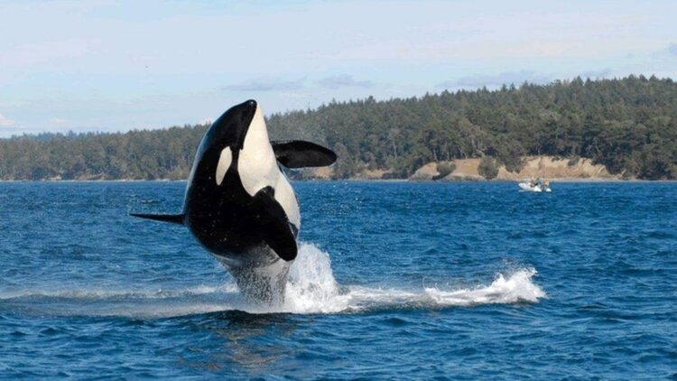 Confirmed - wild orcas are trying to communicate with humans and the reason will surprise you 1 Confirmed - wild orcas are trying to communicate with humans and the reason will surprise you