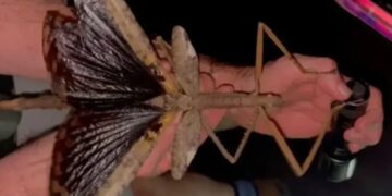 It's official — Acrophylla alta could be Australia's heaviest insect — it weighs as much as a golf ball