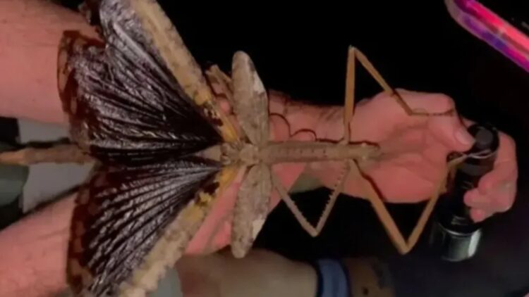 Acrophylla alta could be Australia's heaviest insect—it weighs as much as a golf ball 1 It's official — Acrophylla alta could be Australia's heaviest insect — it weighs as much as a golf ball