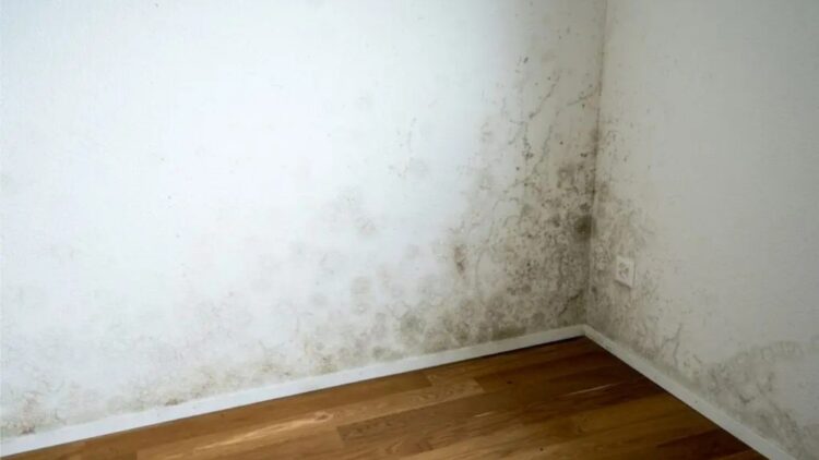 Tricks to prevent mold on the wall quickly and easily