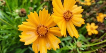 The 10 magical flowers that plant themselves—these species self-seed, return every year effortlessly, and attract bees, butterflies, and birds to your garden