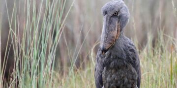 The crocodile-hunting bird—the destruction of wetlands in Uganda, Rwanda and Zambia pushes it to the edge of the abyss