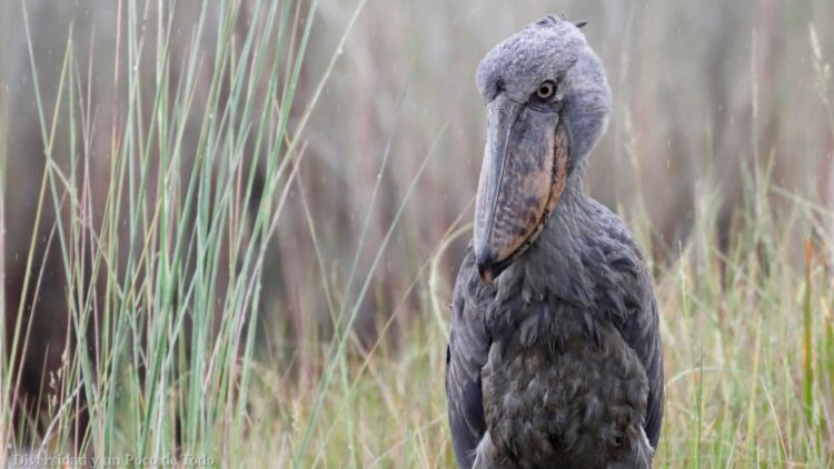 The crocodile-hunting bird—the destruction of wetlands in Uganda, Rwanda and Zambia pushes it to the edge of the abyss