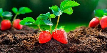 The trick with stones that looks like a joke—but is saving thousands of strawberry crops in home gardens and orchards