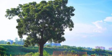 It's official—the neem tree (Azadirachta indica) is a natural pesticide, fertilizer, shade tree, and erosion control, all in one species
