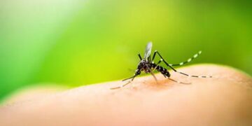 Goodbye to carefree travel—more than 8,000 people infected with chikungunya in Chinese city