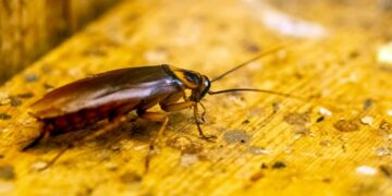 They neither bite nor sting, but they terrify us—this is what psychology says about the irrational disgust of cockroaches