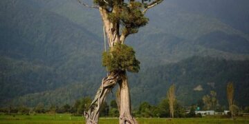 New Zealand's mysterious “walking tree” sweeps the Tree of the Year contest and fascinates the world by resembling an Ent from The Lord of the Rings