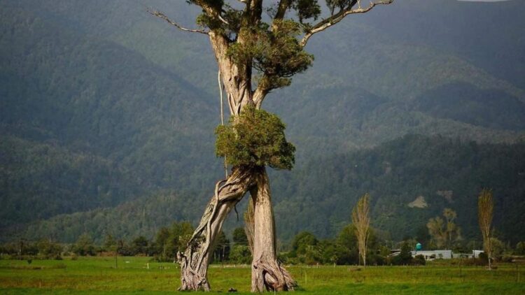 New Zealand's mysterious “walking tree” sweeps the Tree of the Year contest and fascinates the world by resembling an Ent from The Lord of the Rings 1 New Zealand's mysterious “walking tree” sweeps the Tree of the Year contest and fascinates the world by resembling an Ent from The Lord of the Rings