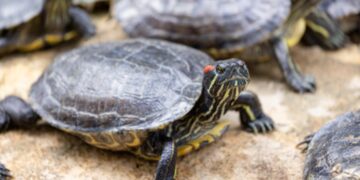It's official—the largest concentration of giant river turtles ever recorded in the Amazon has been confirmed, with more than 41,000 specimens in a single nest