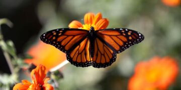 Goodbye to monarch butterflies in California—studies reveal that only a few state parks keep their last migration alive