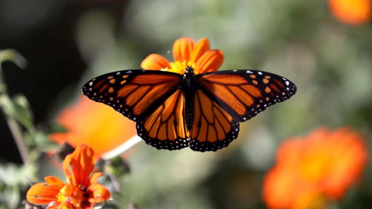 Goodbye to monarch butterflies in California—studies reveal that only a few state parks keep their last migration alive