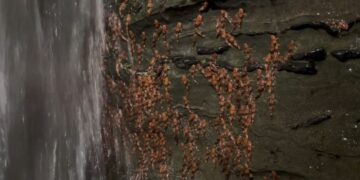 For the first time in history, hundreds of bumblebee catfish have been captured on video climbing rocks under waterfalls in Brazil, leaving scientists amazed