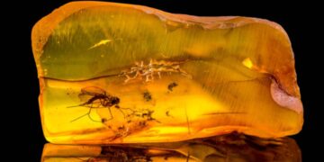 Historic discovery in Ecuador—insects trapped in amber 112 million years ago reveal what life was like during the age of the dinosaurs