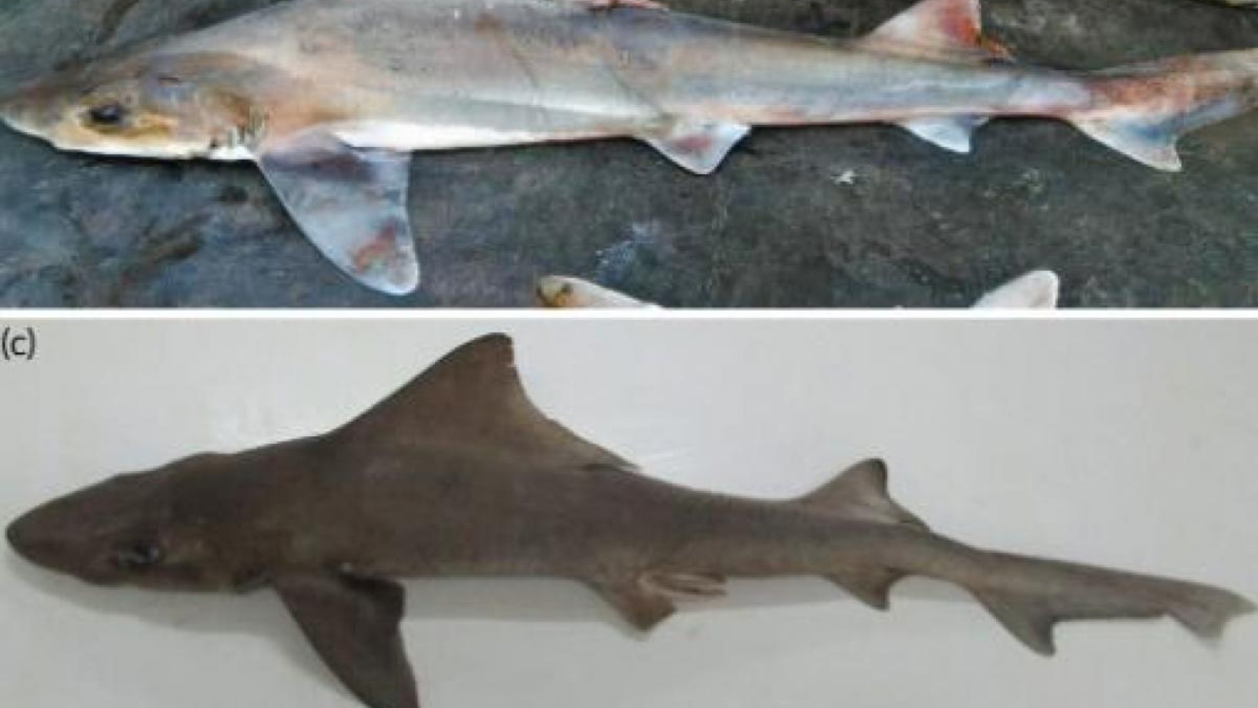 Incredible discovery in Papua New Guinea—the sailfish reappears after more than half a century without being seen by science and alerts marine biologists